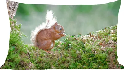 Produktbild von MuchoWow® Zierkissen Sofakissen Wohnzimmer Dekokissen 50x30 cm Eichhörnchen - Wald - Moos - Wohnzimmerdekoration - Polster mit Photo