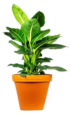 Obrázok produktu pre Gardners Dieffenbachia Green Magic, priemer 17 cm