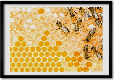Produktbild von Bild - Bilder - Bilderrahmen - 70 cm x 50 cm - MDF-Rahmen, Wandkunst Arbeitsbienen