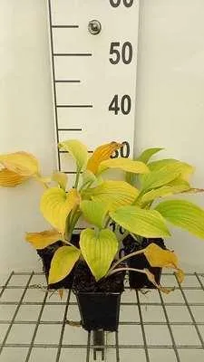 Produktbild von 6 x  Hosta hybr. 'August Moon' - Hosta - Topf 9 x 9 cm