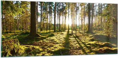 Produktbild von Bilder auf glas - Wald Baum Natur - 120x50cm - Glasbilder - Wandbilder - Kunstdruck - zum Aufhängen bereit - Wanddekoration aus Glas - Glas Bilder - Wandbild auf Glas - Einteilig - GAB120x50-3724