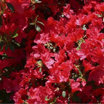 Image de Azalée rouge - Azalea japonica | 25-30 cm en pot