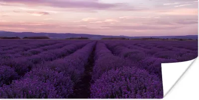 Produktbild von MuchoWow® Poster Lavendel - Lila - Blumen - Natur 40x20 cm - Poster für die Wand - Poster Schlafzimmer