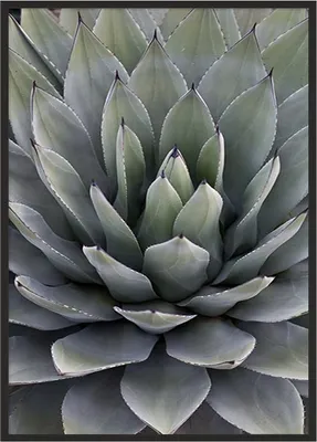 Image de Affiche photo dans un cadre 53x73 cm Feuilles P1040