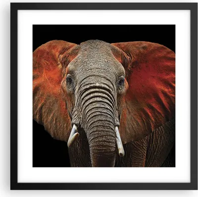 Produktbild von Gerahmtes Poster - Schwarzer Rahmen - Elefant Rot Ohren - 40x40 cm - Wand Bild - Wanddeko - Wandbilder - Kunstposter - Wandposter - Bilderrahmen - Bilder - Kunstdruck - Wandbild - P2BAC40x40-4237