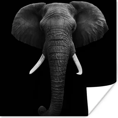 Produktbild von MuchoWow® Poster Elefant - Wildtiere - Schwarz - Weiß - Porträt 50x50 cm - Wohnzimmerdekoration