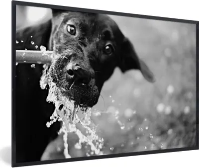 Produktbild von MuchoWow® Gerahmtes Poster Trinkender schwarzer Labrador - schwarz und weiß 60x40 cm - Poster mit Schwarzem Bilderrahmen Wandposter Rahmen Foto Bilder - Printing - Wanddeko Schlafzimmer