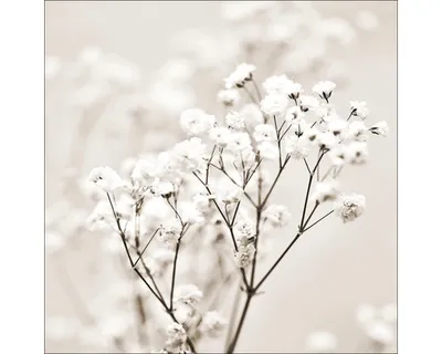 Produktbild von Glasbild Meadow flowers I 50x50 cm