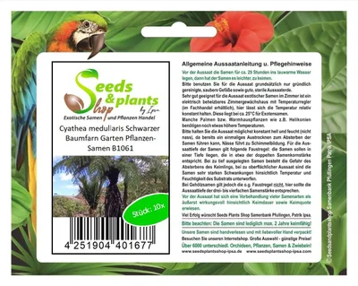 Produktbild von 10x Cyathea medullaris Schwarzer Baumfarn Garten Pflanzen-Samen B1061
