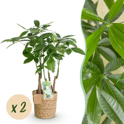 Produktbild von Green boutiQ - Zimmerpflanzen - Pachira Aquatica Mehrstamm - Geldbaum - Wenig Pflege - mit Korb - Grün - 2 Pflanzen - Topf 17cm - Höhe 50-55cm
