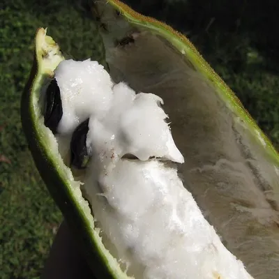 Immagine prodotto di Fagiolo ghiacciato (Inga edulis)  - 3 semi germogliati