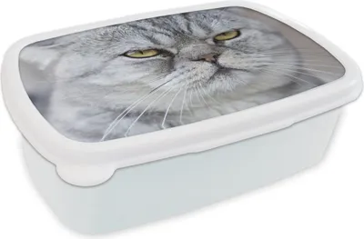 Produktbild von KitchenYeah® Lunchbox Brotzeit Brotdose 17x11 cm Tier - Katze - Grau Kinder Brotzeitdose - Lunch Box - Kinder - Sandwich-Box - Schulbox - Lunch Boxen