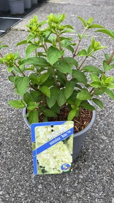 Image de Hydrangea pan. Bobo® ('Ilvovo'PBR) - Hortensia | 30-40 cm en pot