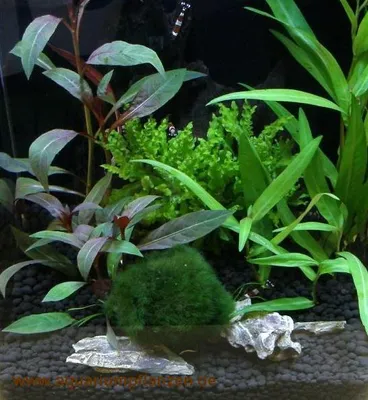 Produktbild von Nano II, Set Aquarium 15-25 l Pflanzen, Kies, Deko