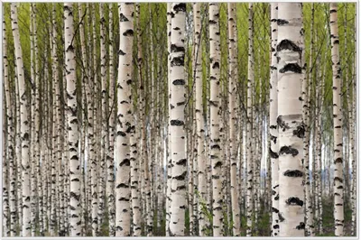 Produktbild von Wallario Wandbild Birkenwald - Baumstämme in schwarz weiß, Größe: 61 x 91,50 cm, Poster mit weißem Aluminiumrahmen