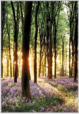 Produktbild von Wallario Wandbild Blaue Hasenglöckchen im Wald mit Sonnenstrahlen, Größe: 70,30 x 100,30 cm, Poster mit weißem Kunststoffrahmen