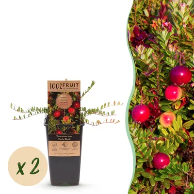 Produktbild von Vaccinium mac. Early Black - Preiselbeere - Winterhart - Heidelbeere - 2 Pflanzen - 40-50cm - Ø15cm - Gartenpflanze
