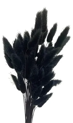 Produktbild von Kaninchenschwanzgras getrocknet - 50 Stück flauschige Trockenblumen - Dekoration für Vase und Tisch - Schwarz