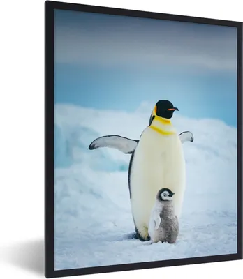 Produktbild von MuchoWow® MuchoWow® Gerahmtes Poster Kaiserpinguin mit Jungen 30x40 cm - Poster mit zchwarzem Bilderrahmen - Wanddeko - Kunstdrucke