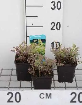 Produktbild von 6 x  Oenanthe fistulosa 'Flamingo' - Bunte Sumpfschierling - Topf 9 x 9 cm