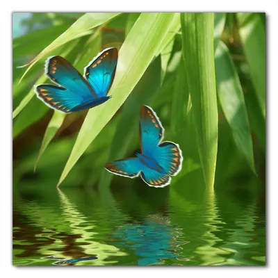 Produktbild von Wallario selbstklebende Möbelfolie/ Tischdecke für Innen und Außen, Größe: 60 x 60 cm - Schmetterlinge in Reflektion