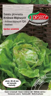 Produktbild von Samen von Kopfsalat (für den Anbau im Garten und im Freiland) May Queen 2g - Torseed