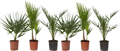 Six potted palm plants are arranged in a row against a white background.