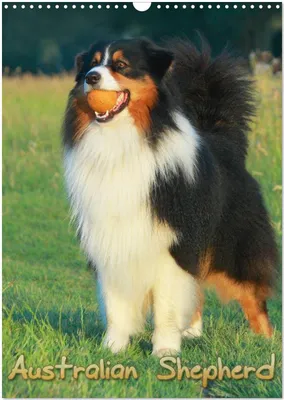 Produktbild von Australian Shepherd (Wandkalender 2026 DIN A3 hoch), CALVENDO Monatskalender