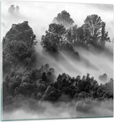 Produktbild von Bilder auf glas - Einteilig - Schwarzweiß Bäume Nebel - 40x40cm - Glasbilder - Wandbilder - Bilder - zum Aufhängen bereit - Wanddekoration aus Glas - Glas Bilder - Wandbild auf Glas - GAC40x40-4510