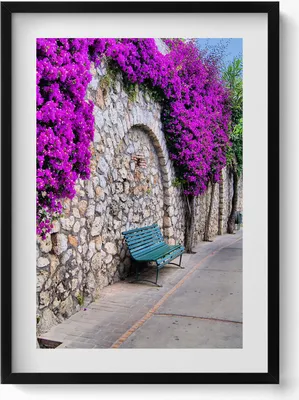 Produktbild von Straße mit Blumen auf Capri, Italien– Wandbild mit Rahmen – Gerahmtes Bild  – Wanddekoration – 50x70 cm –  Schwarz Rahmen
