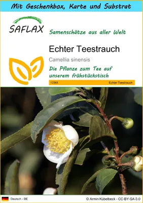 Produktbild von SAFLAX Geschenk Set - Echter Teestrauch - Camellia sinensis - 6 Samen - Mit Geschenkbox, Versandaufkleber, Geschenkkarte und Anzuchtsubstrat