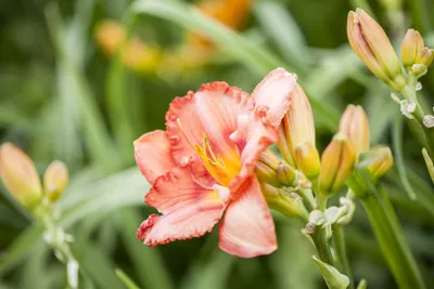 Produktbild von Hemerocallis x cult.'Maikönigin', Taglilie, orange, ca. 11x11 cm Topf