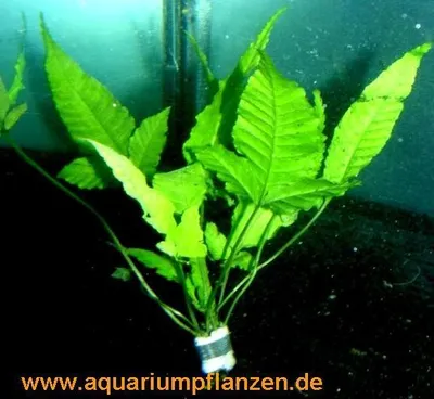 Produktbild von 1 Bund Bolbtis heteroclita, asiatischer Wasserfarn