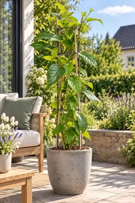 Produktbild von Mini-Kiwi ‘Weiki’ männlich 50–70 cm – Actinidia arguta, winterharte Befruchterpflanze & Kletterpflanze für Garten, Spalier und Kübel