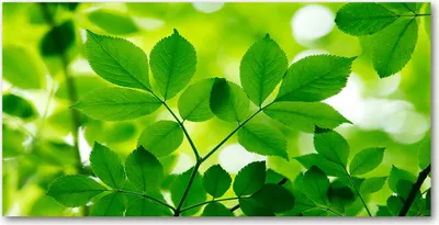 Produktbild von Tulup® Glas-Bild - 100x50 -Wandkunst - Wandbild hinter gehärtetem Sicherheitsglas  - Blumen & Pflanzen - Grüne Blätter - Grün