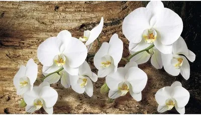 Produktbild von Fototapete Vlies 1017 VEXXL Orchidee auf Brett 3-tlg. 312 x 219 cm