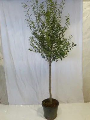 Produktbild von [Palmenlager] XXL Olivenbaum / Olea europea 200 cm kräftiger Hochstamm mit breiter Krone