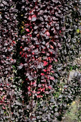 Produktbild von Berberis thunbergii 'Red Pillar', Säulen-Berberitze, rotlaubig, 30–40 cm