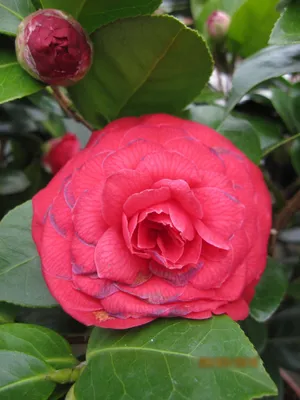 Produktbild von Japanische Kamelie Black Lace - Camellia japonica Black Lace