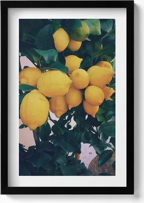 Produktbild von Reife gelbe Zitronen– Wandbild mit Rahmen – Gerahmtes Bild  – Wanddekoration – 40x60 cm –  Schwarz