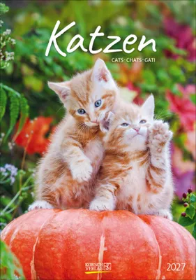 Produktbild von Katzen 2027: Wandkalender mit Fotos von Katzen. Format 23,5 x 33,5 cm.