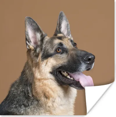 Produktbild von MuchoWow® Poster Porträt eines Deutschen Schäferhundes 100x100 cm - Babyzimmer