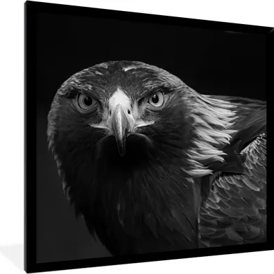 Produktbild von MuchoWow® Gerahmtes Poster Bussard - Vogel - Tiere - Schwarz - Weiß 40x40 cm - Poster mit Schwarzem Bilderrahmen Wandposter Rahmen Foto Bilder - Mit Rahmen - Wanddekoration Schlafzimmer