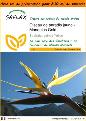 Image de SAFLAX Garden in the bag - Oiseau de paradis jaune - Mandelas Gold - 4 graines - Strelitzia