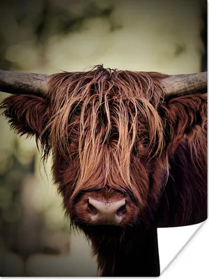 Produktbild von MuchoWow® Poster Schottischer Hochländer - Licht - Porträt - Natur 120x160 cm - Wandbilder