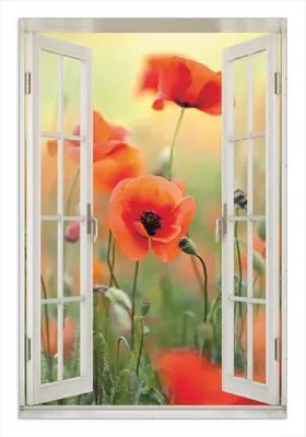 Produktbild von Wallario Wandbild mit Fenster-Illusion: Mohnblumenblüten, Größe: 61 x 91,5 cm, Poster mit rahmenlosen Bildhalter