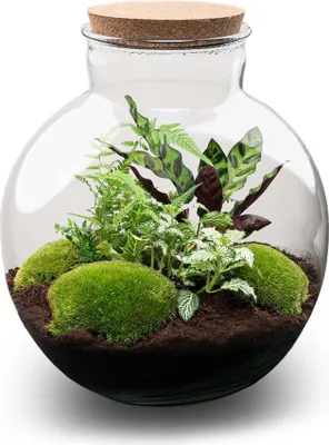 Image de Jardin en bouteille Bolder Bob - Ø31cm - Ø30cm - Terrarium à monter soi-même