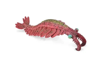 Obrázok produktu pre KOLEKCIA Anomalocaris (L) 88977