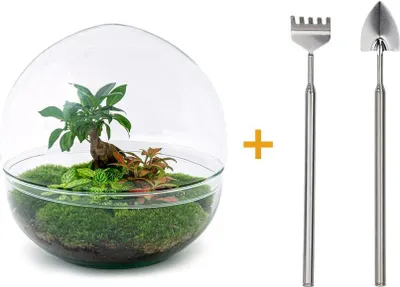 Image de Diy Terrarium - Dome Xl - Ficus Ginseng Bonsai - ↕ 30 Cm
