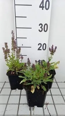Produktbild von 6 x Salvia nem. 'Marcus'® - Sternmoos - Topf 9 x 9 cm